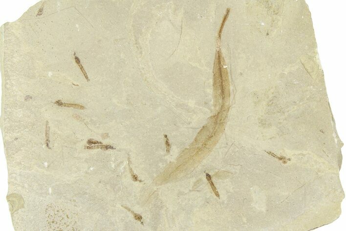Fossil Willow Leaf and Crane Fly Mortality Plate - Utah #360082